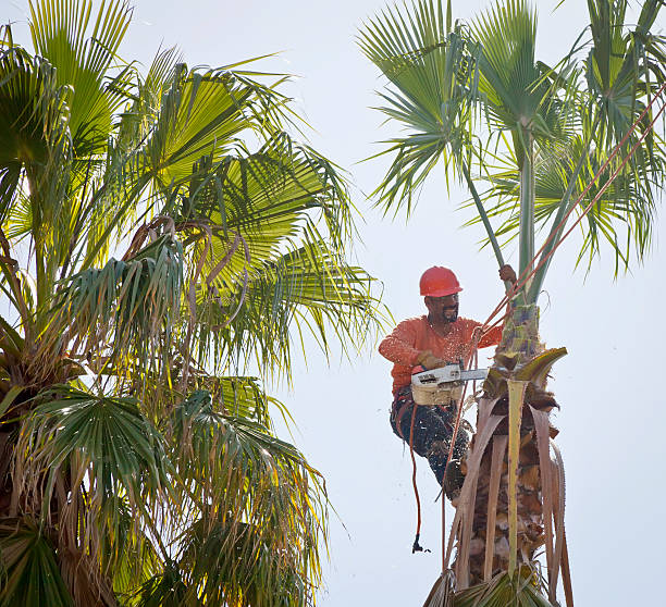 How Our Tree Care Process Works  in  Springhill, LA