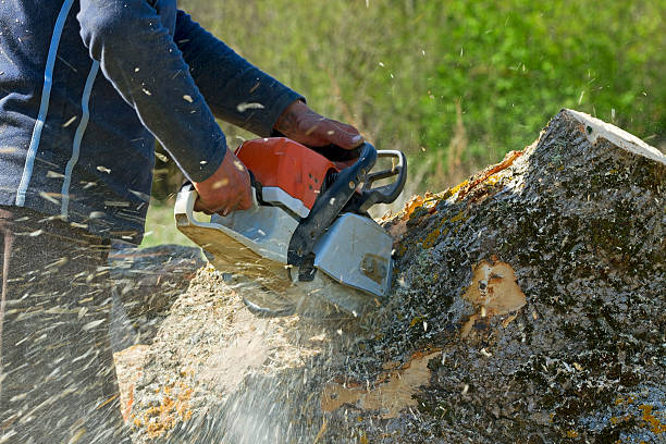 Seasonal Cleanup (Spring/Fall) in Springhill, LA